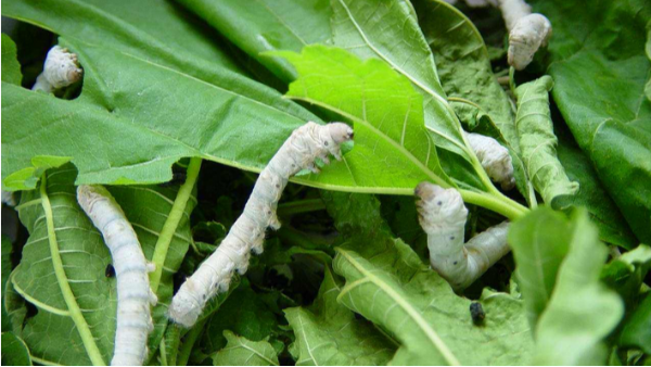 蠶室的除濕機要怎麽選擇？